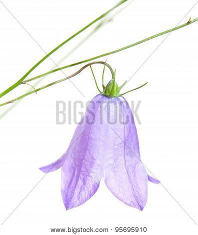 Campanula Rotundifolia