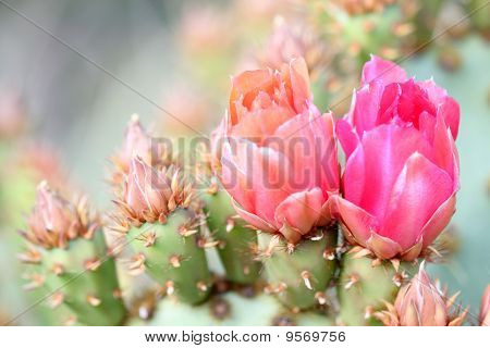 Cactus blommor