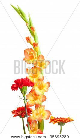 Orange Gladiolus Isolated On White