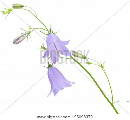 Campanula