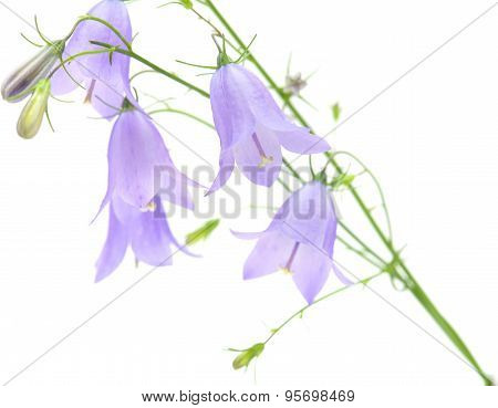 Campanula