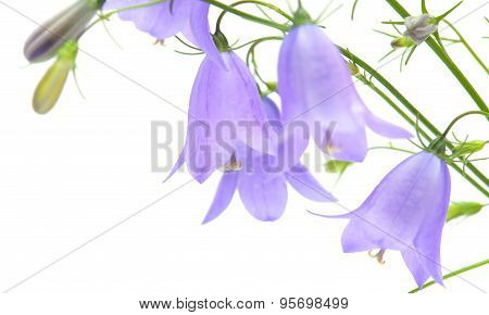 Campanula