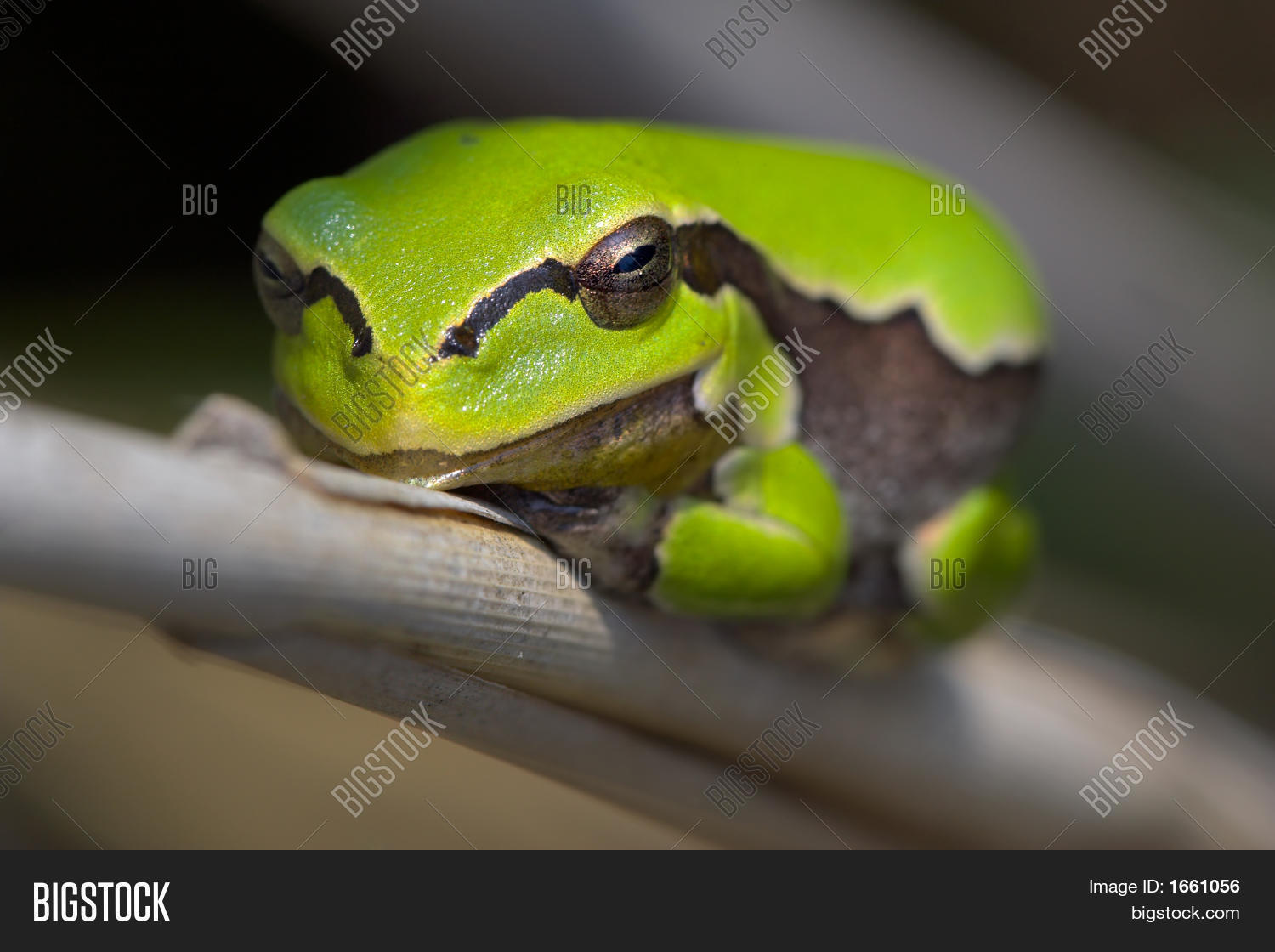 Image Preview