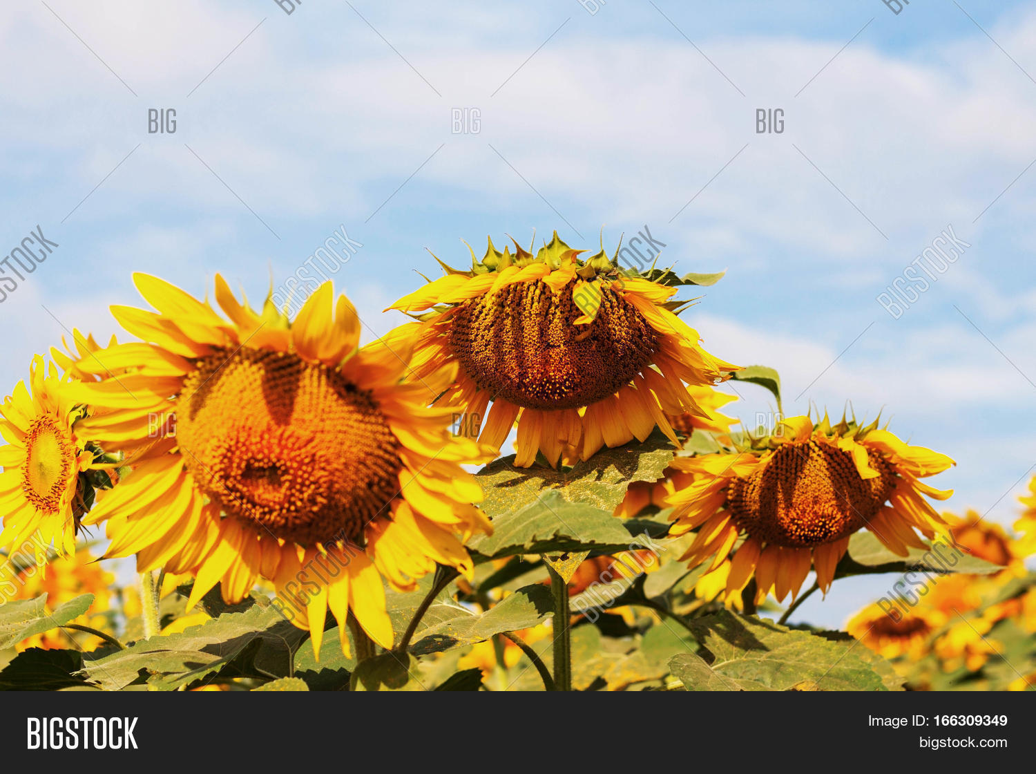 Sunflowers Droop Sky Image & Photo (Free Trial) Bigstock