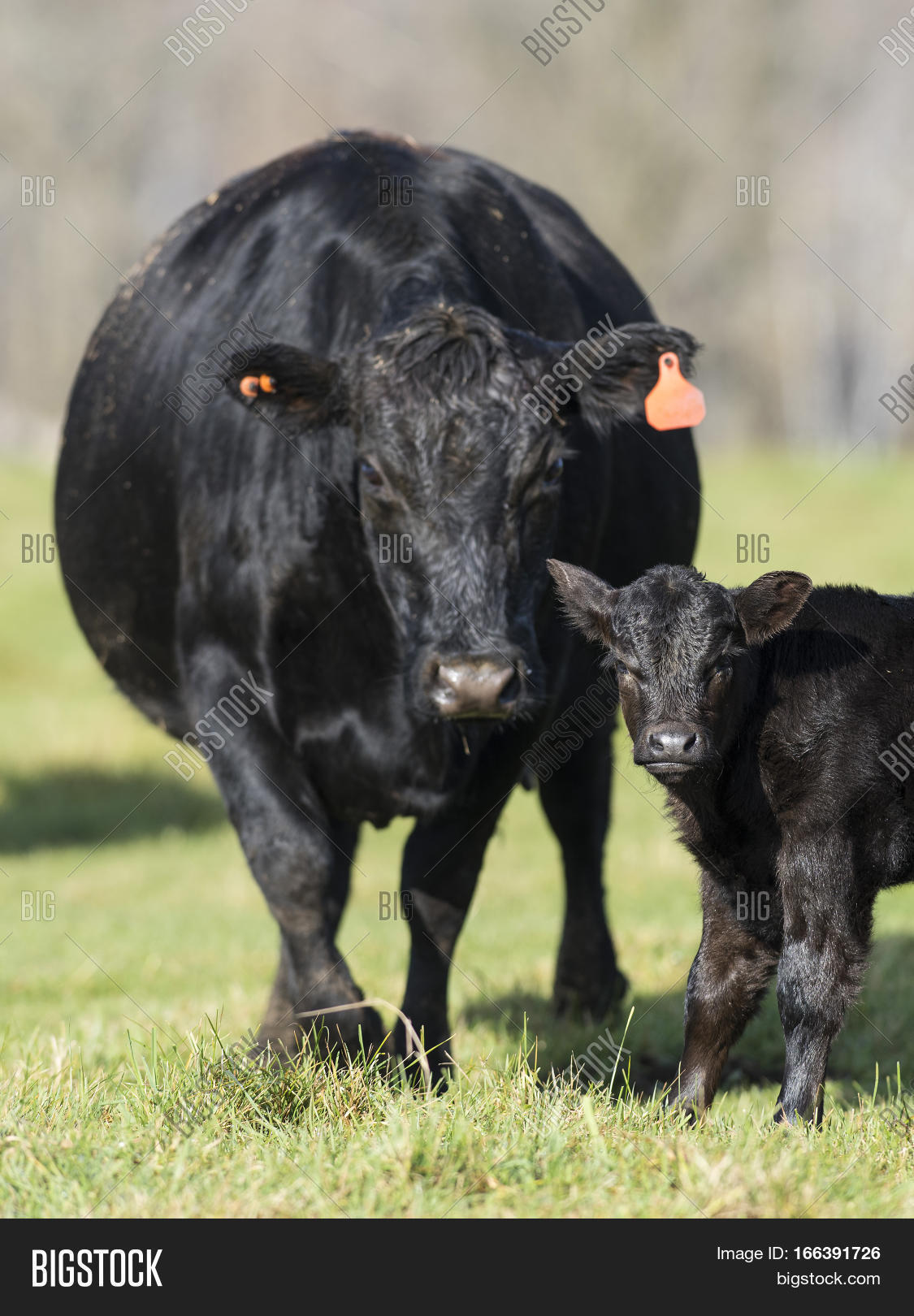 Где Можно Купить Корову Ангус