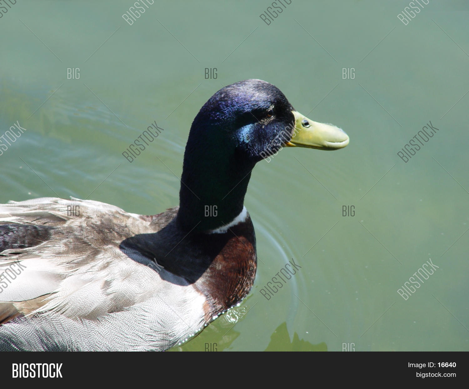 Image Preview