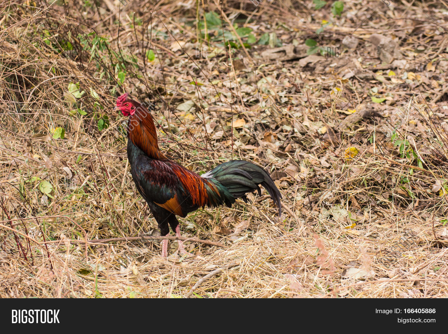 Thai Gamecock Bird Image Photo Free Trial Bigstock