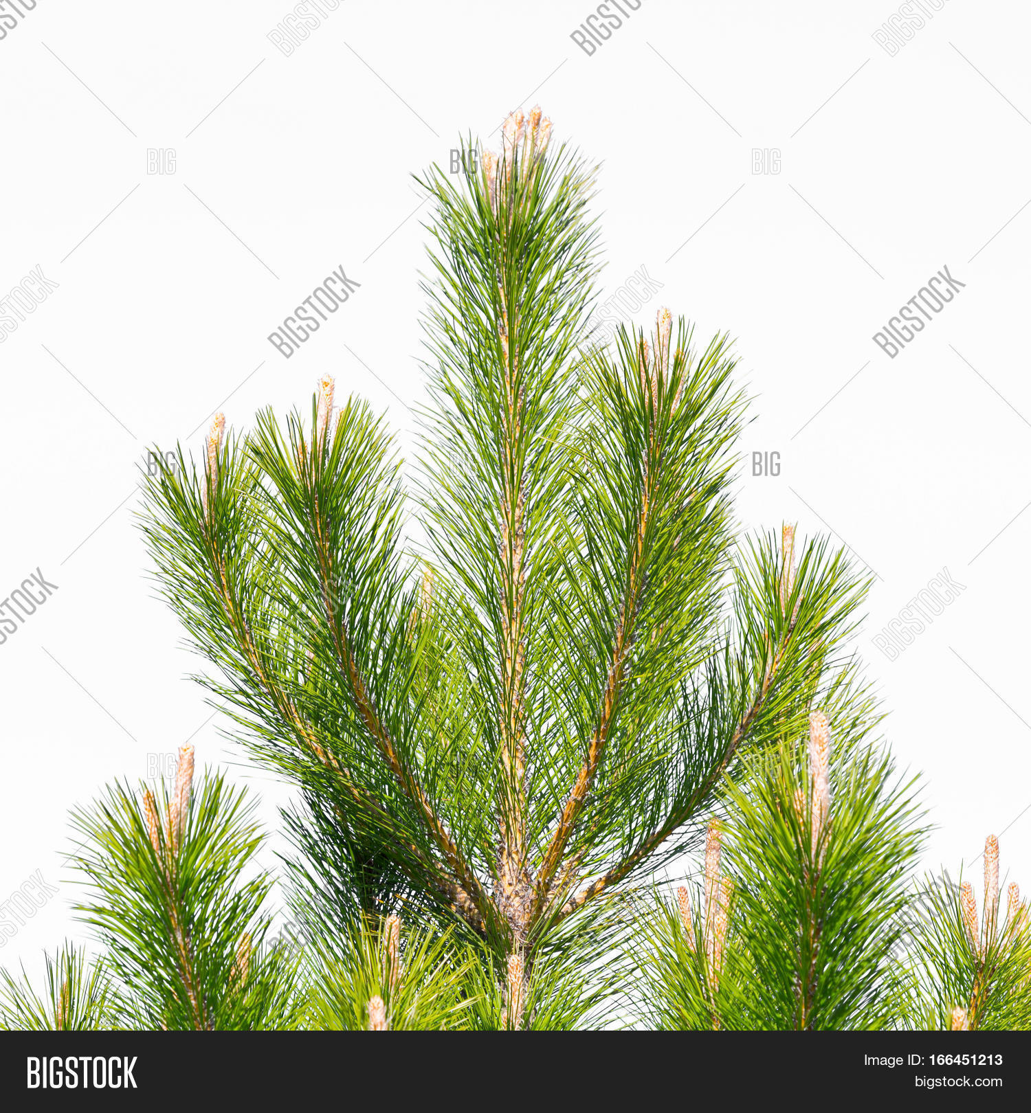 Image Preview