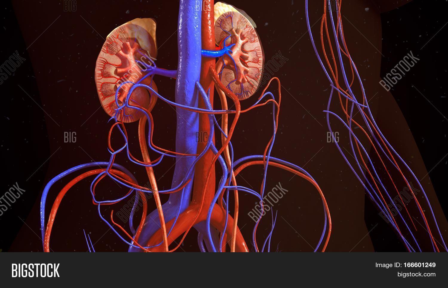 Kidneys Organs That Image & Photo (Free Trial) Bigstock