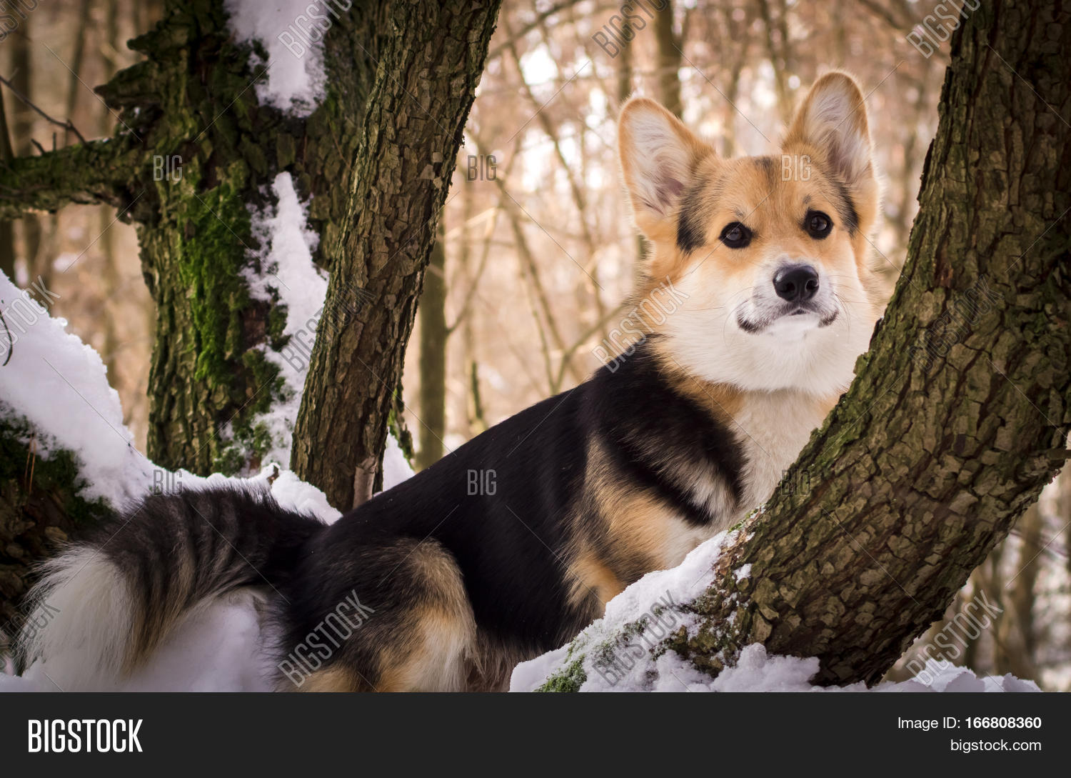 Image Preview