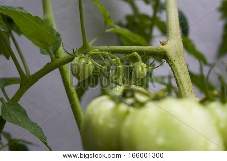 Fresh tomato plant. Natural small tomatoes whit leaves fruits and Stem.