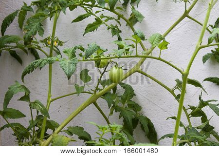 Natural tomato plant fesh leaves fruits and stem.