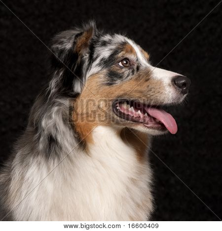 Australian Shepherd dog, 10 månader gammal, framför svart bakgrund