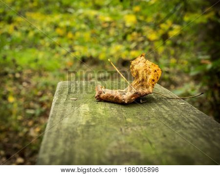 Yellow-and-brown fallen autumn leaf on weathered board