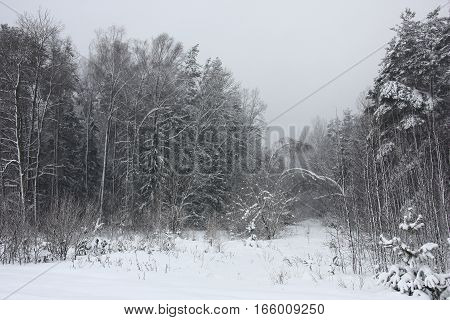 During a snowfall on trees in wood the snow layer lays down. Trees bend under snow.
