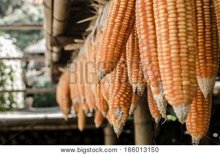 yellow dry corn on bamboo wood under the old house close up details texture and background