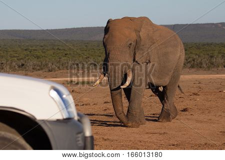 Old female elephant matriarch walks toward a tourist vehicle, South Africa