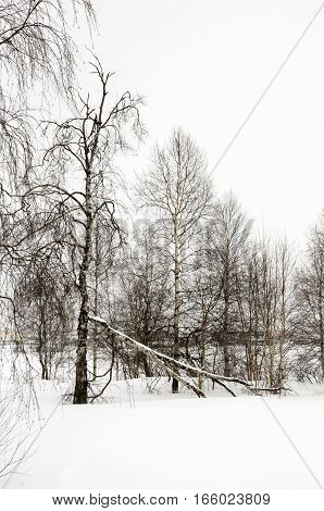 Winter naked birches in the white meadow covered snow