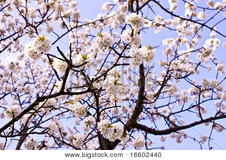 Blomstrende sakura