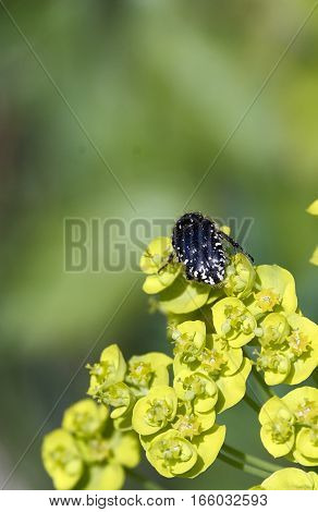 Oxythyrea funesta on top a flower in a meadow