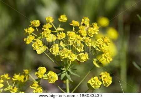flowers of eufhorbia in a meadow in italy