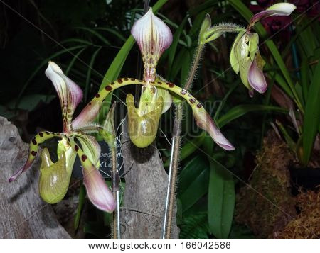 paphiopedilum ladyslipper orchid - purple and green venus slipper orchid