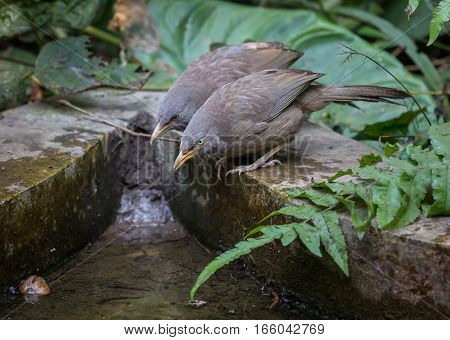 Common Indian birds Jungle Babbler (Turdoides striata) pairs near a waterhole.