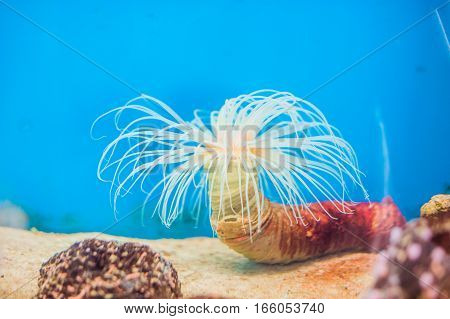 Pink Tube Anemone At The Bottom Of The Aquarium On The Blue Background