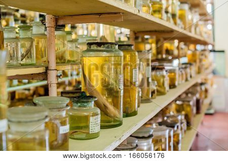 Marine Animals Preserved Alcohol In Glass Tubes