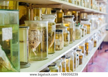 Marine Animals Preserved Alcohol In Glass Tubes