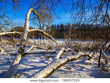 landscape trees covered with snow in the Loshitsa old park manor landscape Minsk Belarus winter