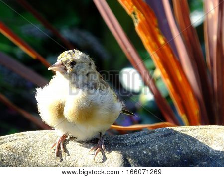 Juvenile goldfinch perched on the edge of a birdbath