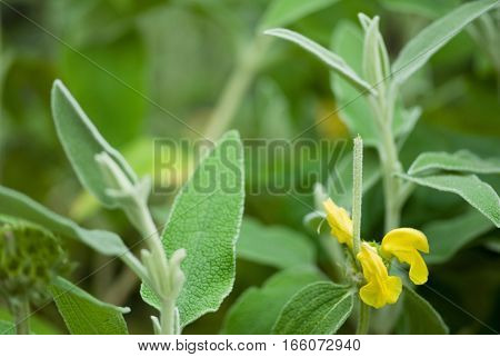 Jerusalem Sage