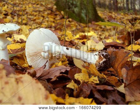 Picture of a white mushroom lying on yellow leafs