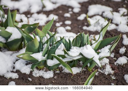 Green leaves of tulips growing out of the snow in early spring