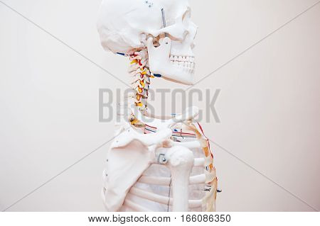 Close Up Side View Human Skeleton Cervical Spine Anatomical Model. Medical Clinic Concept. Selective