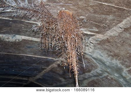 Root of tree growing throw ceiling of sewer tunnel