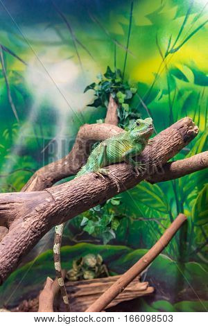Chinese Water Dragon (physignathus Cocincinus) On A Branch