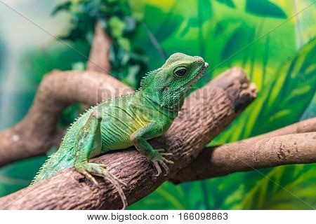 Chinese Water Dragon (physignathus Cocincinus) On A Branch