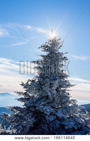 Snow covered evergreen trees at the top of Round Bald in the Roan Highlands during a sunny day as we hiked along the Appalachian Trail on the Tennessee and North Carolina border