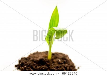 Concept birth of idea- sprout from soil on white background.