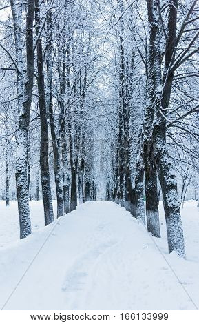 winter landscape trees path in the park alley covered with snow in winter frost