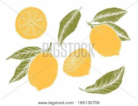 Hand Drawn Vector Illustration - Collections Of Yellow Lemons. Blossom Plant With Leaves