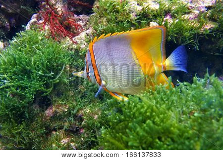 Butterfly fish tweezers (Chelmon rostratus) is swimming among green algae.