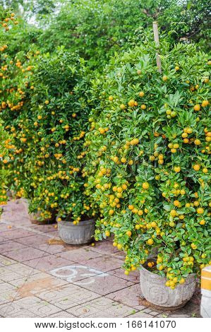 Kumquat, The Symbol Of Vietnamese Lunar New Year. In Nearly Every Household, Crucial Purchases For T