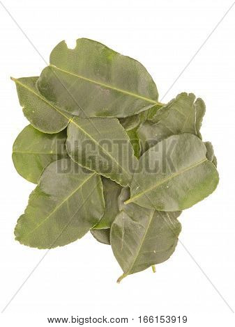 Kaffir Lime Leaves Pile