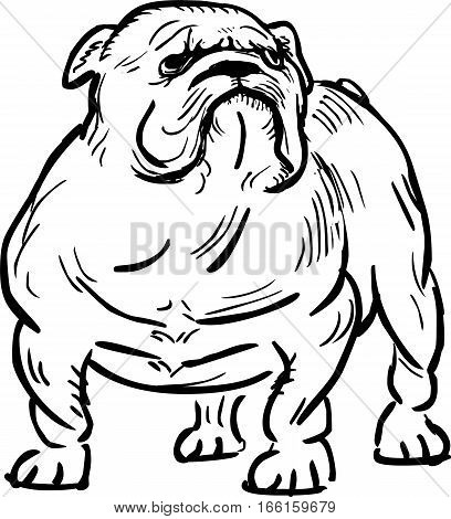 Funny english bulldog , vector outline illustration