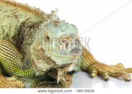 close up Shot von einem Leguan