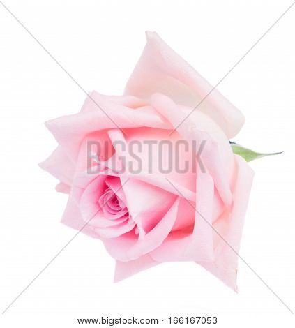 One pink fresh blooming rfresh ose bud isolated on white background
