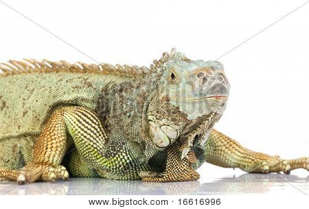 ภาพถ่ายของอีกัวนามองข้างหน้า